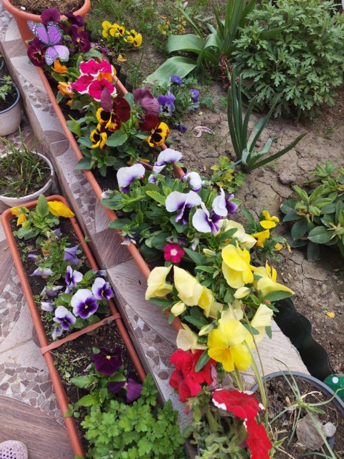 Pensiunea Happy Flowers Greci Exteriör bild