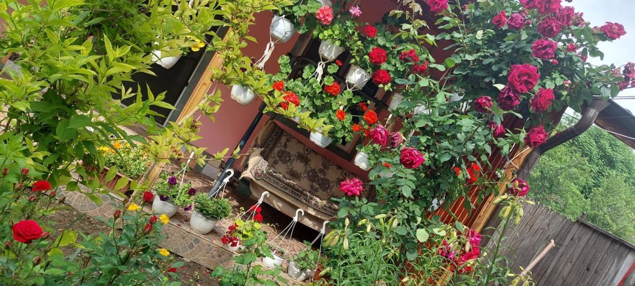 Pensiunea Happy Flowers Greci Exteriör bild