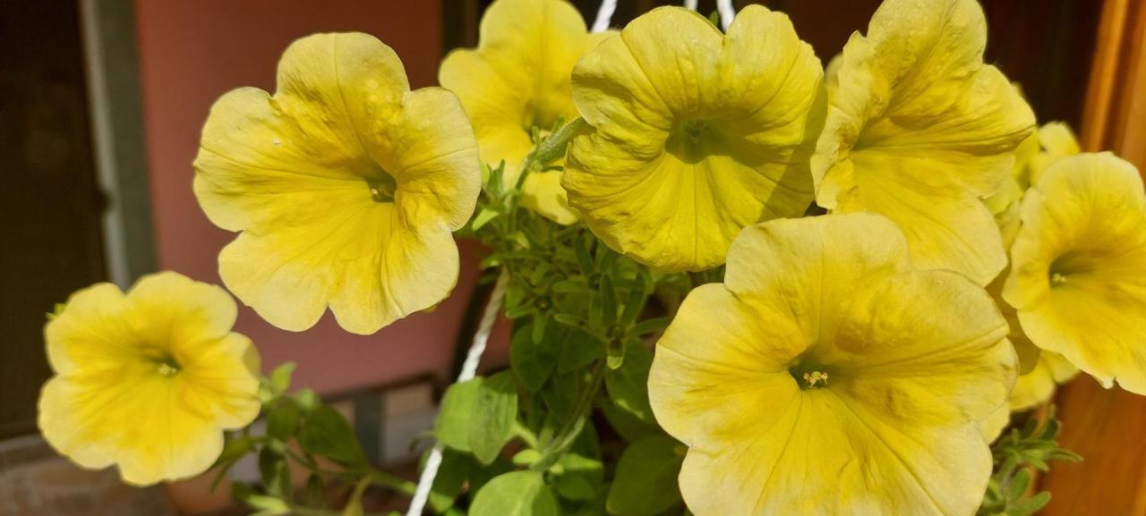 Pensiunea Happy Flowers Greci Exteriör bild